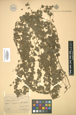 LE 01005366