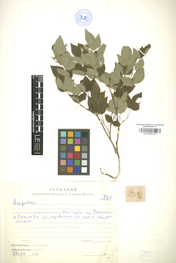 LE 01005377