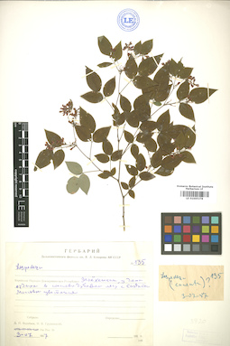 LE 01005378