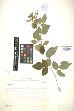 LE 01005381