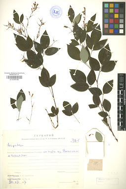 LE 01005382