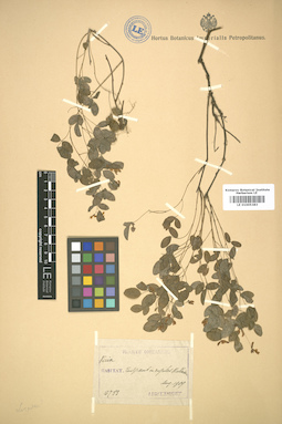LE 01005383