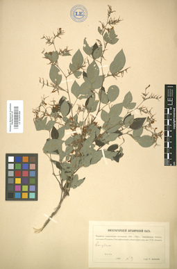 LE 01005384