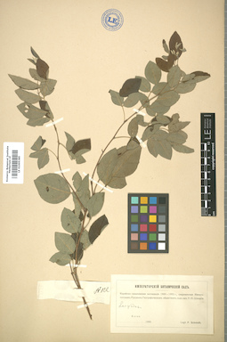 LE 01005385
