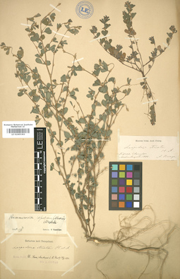 LE 01005393