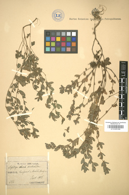 LE 01005398