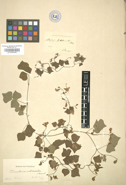 LE 01005406