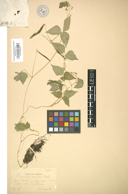 LE 01005407