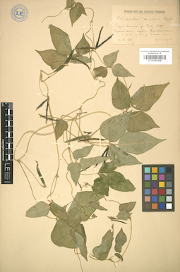 LE 01005408