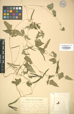 LE 01005409