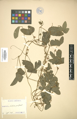 LE 01005411