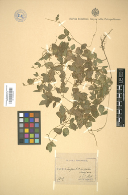 LE 01005415