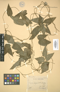 LE 01005426