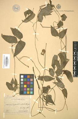 LE 01005427