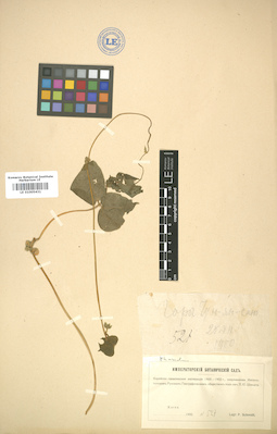 LE 01005431
