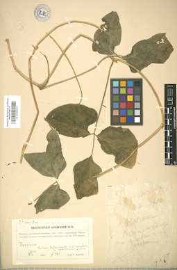 LE 01005433
