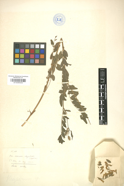 LE 01005434