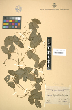 LE 01005436