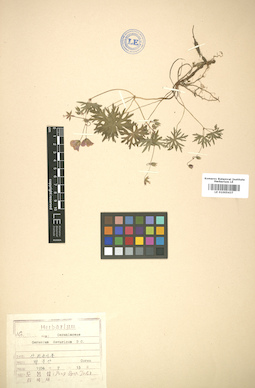 LE 01005437