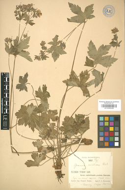 LE 01005438