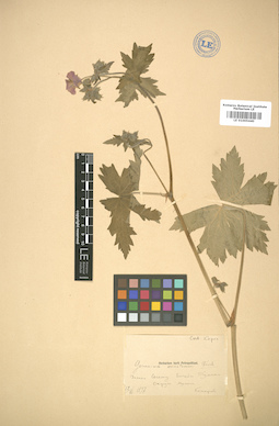 LE 01005440