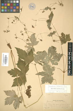 LE 01005444
