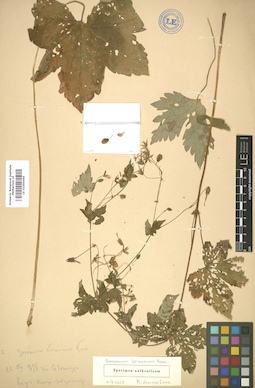 LE 01005445