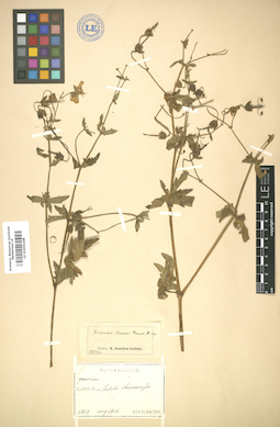 LE 01005448