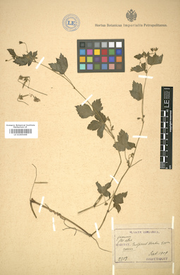 LE 01005449