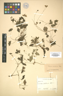 LE 01005450