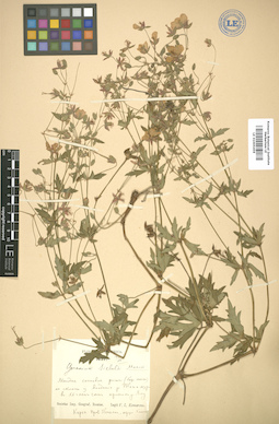 LE 01005459
