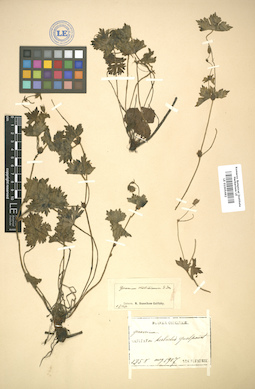 LE 01005462