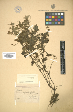 LE 01005466