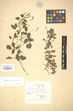 LE 01005481