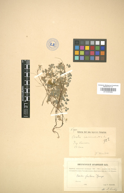 LE 01005482
