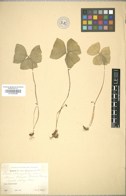 LE 01005485