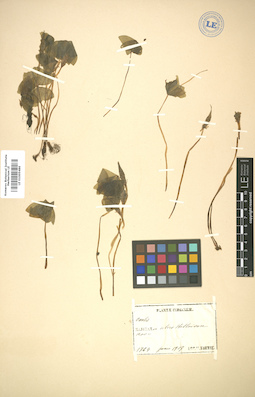 LE 01005486