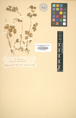 LE 01005487