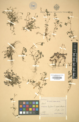 LE 01005494