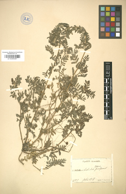 LE 01005497