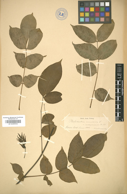 LE 01005501