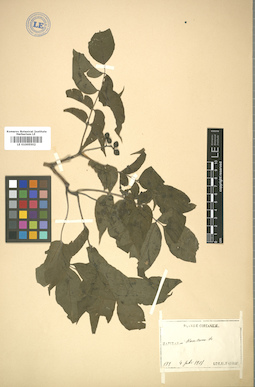 LE 01005502