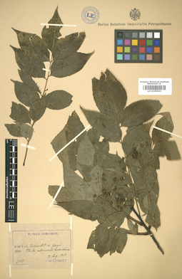 LE 01005503