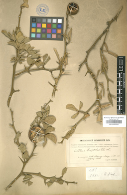 LE 01005505