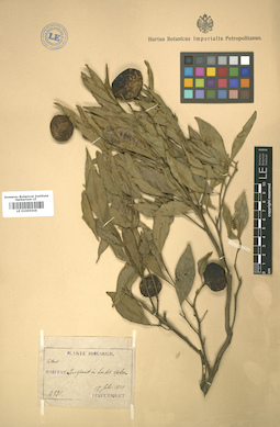 LE 01005506