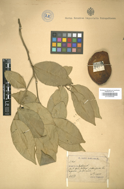 LE 01005509