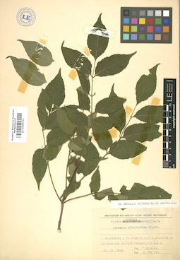 LE 01005511