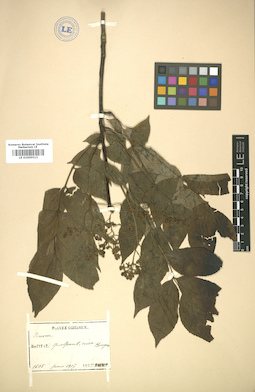 LE 01005513