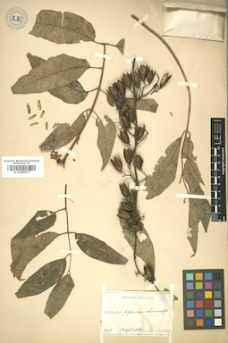 LE 01005517
