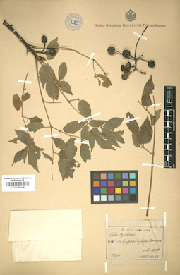 LE 01005519